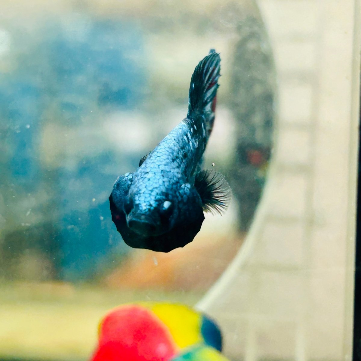 Plakat Avarta Male Betta 019