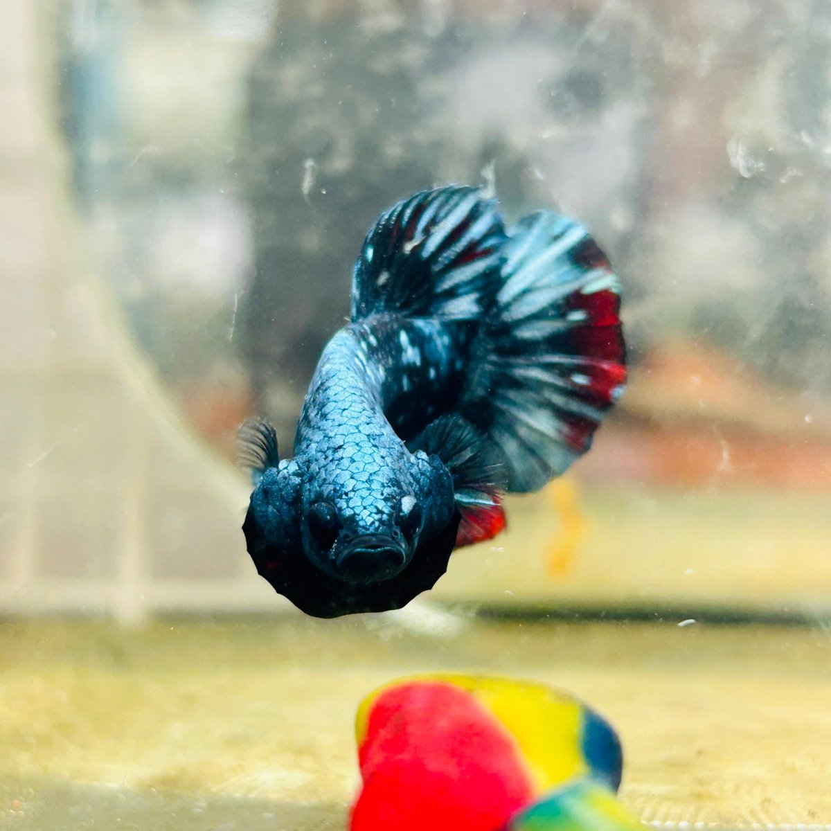 Plakat Avarta Male Betta 019