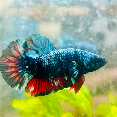 Plakat Avarta Male Betta 085