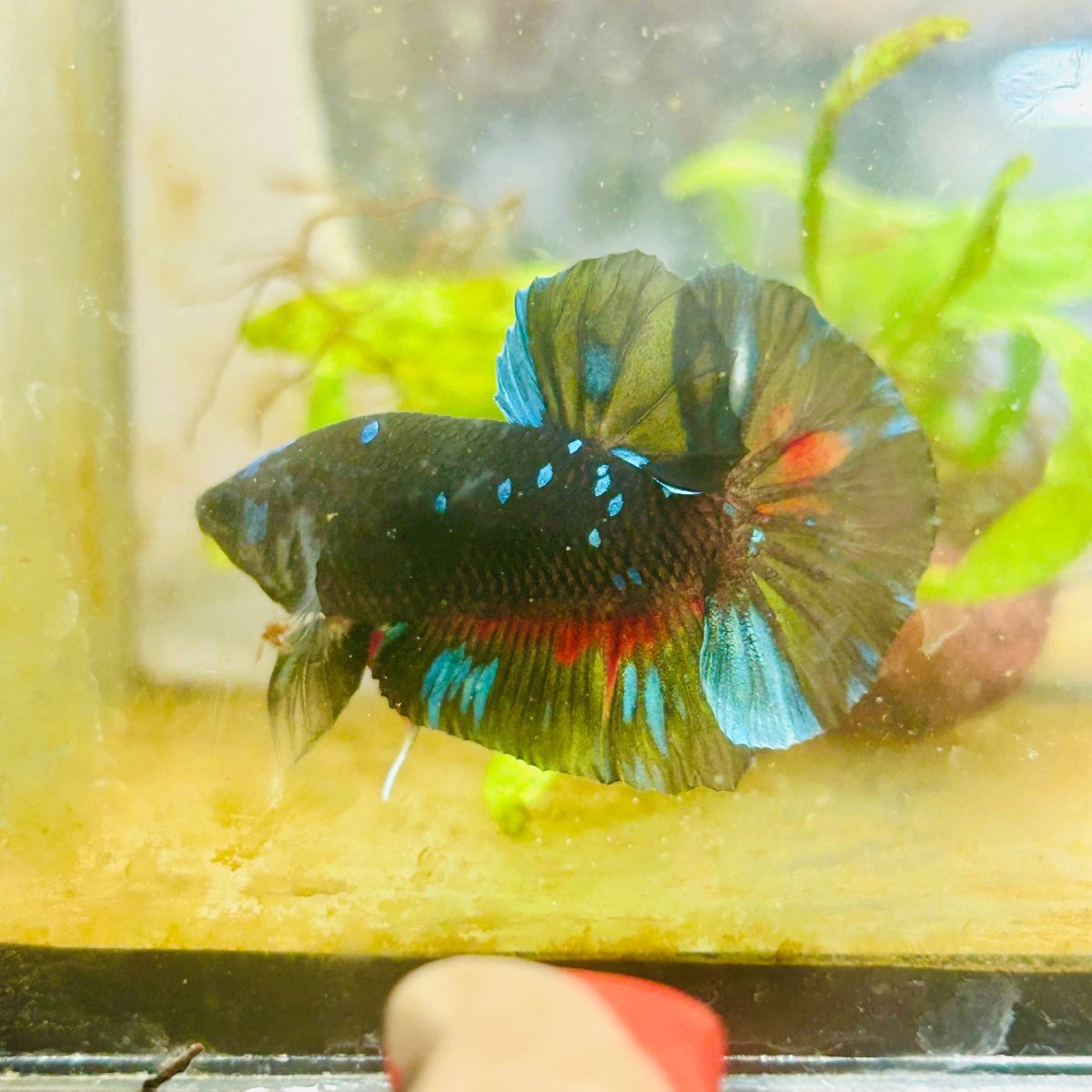 Plakat Avatar Male Betta #091