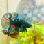 Plakat Avarta Male Betta 091