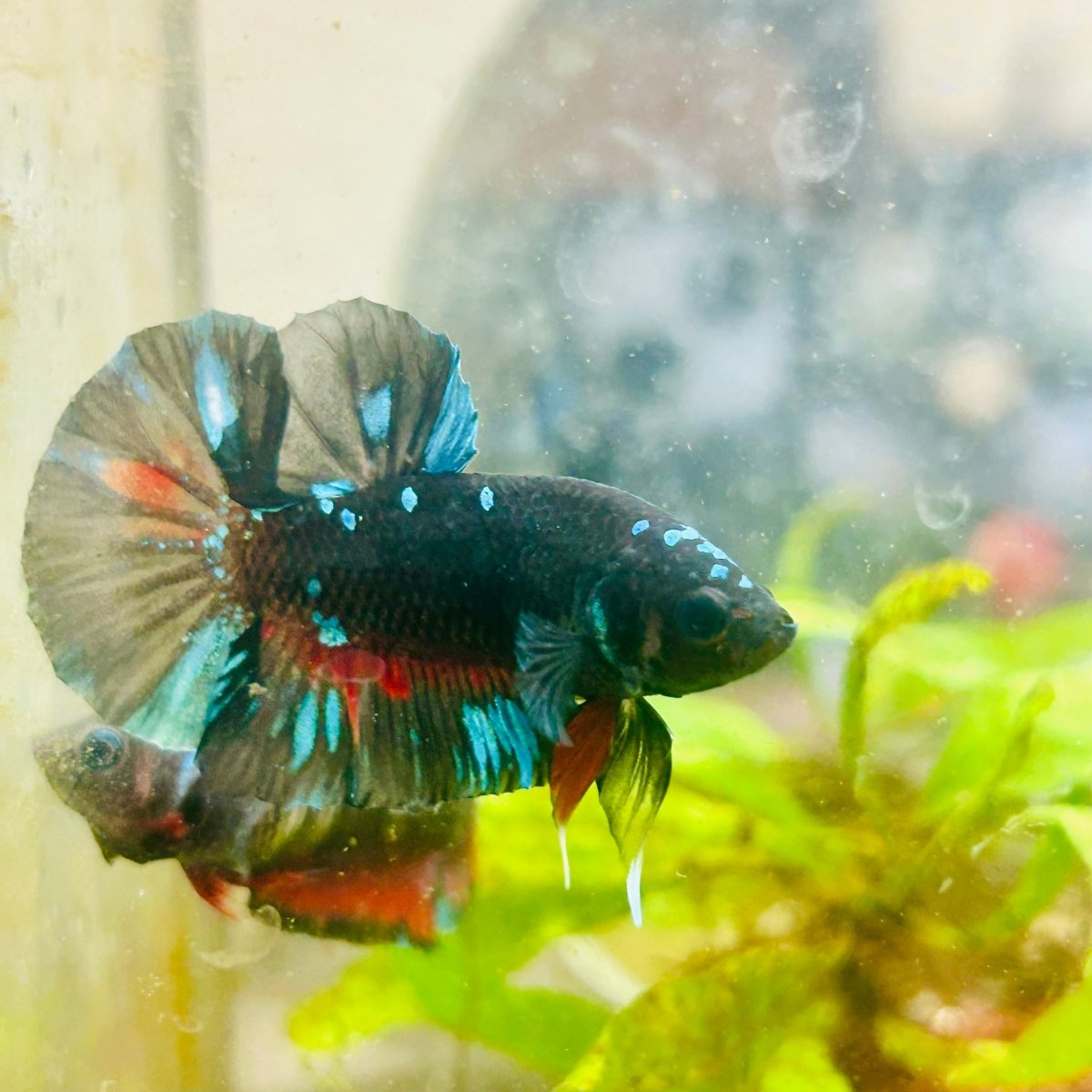Plakat Avatar Male Betta #091