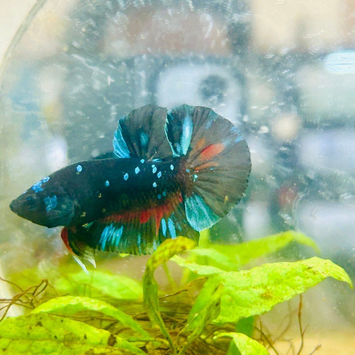 Plakat Avatar Male Betta #091