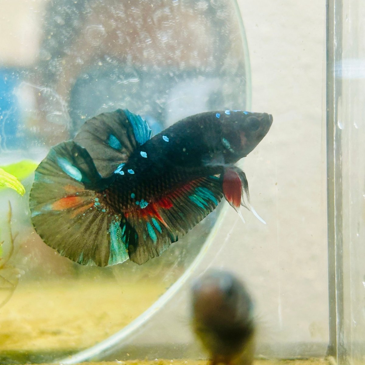 Plakat Avatar Male Betta #091
