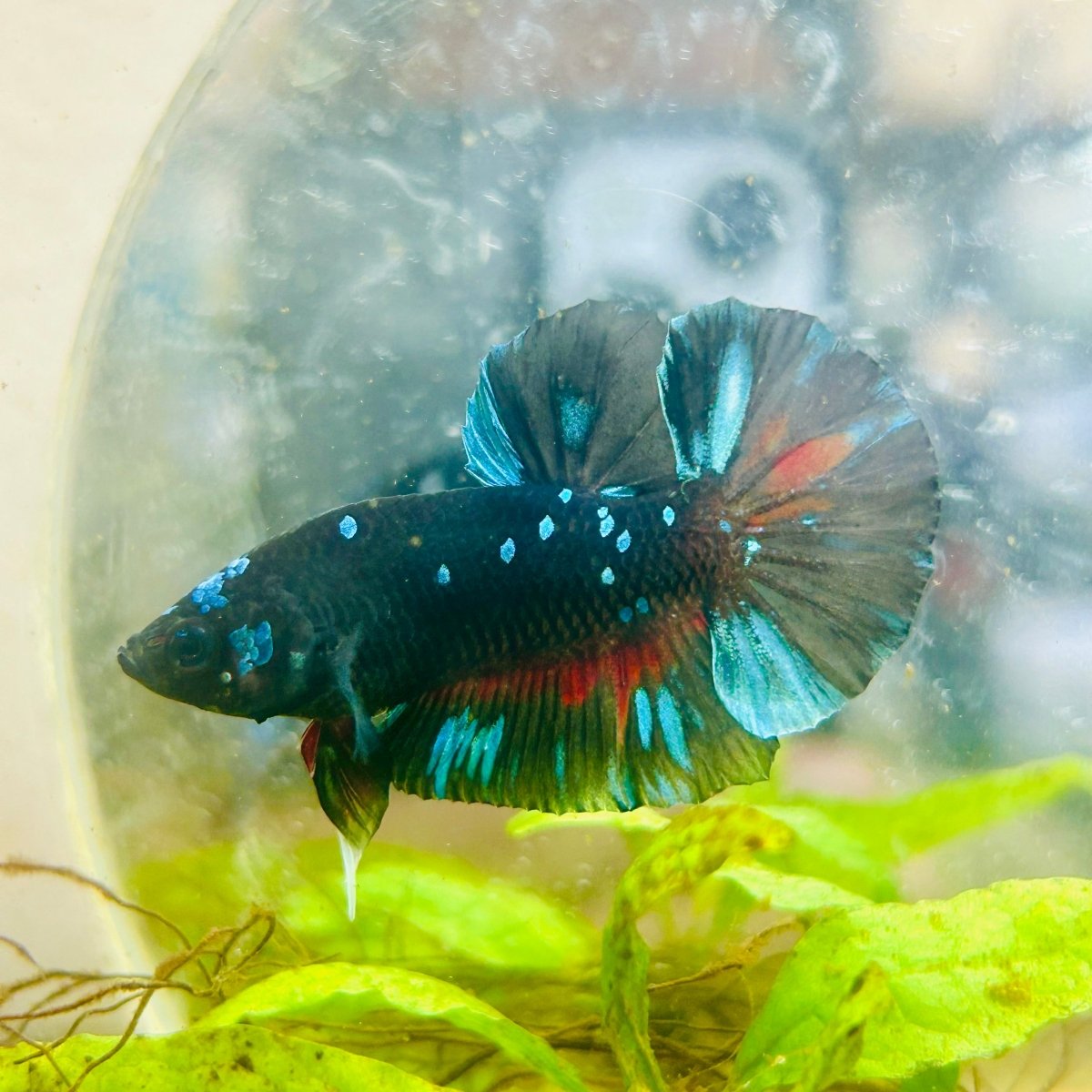 Plakat Avatar Male Betta #091
