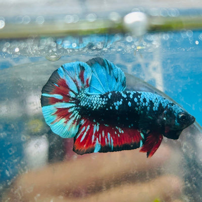 Plakat Avarta Male Betta 169