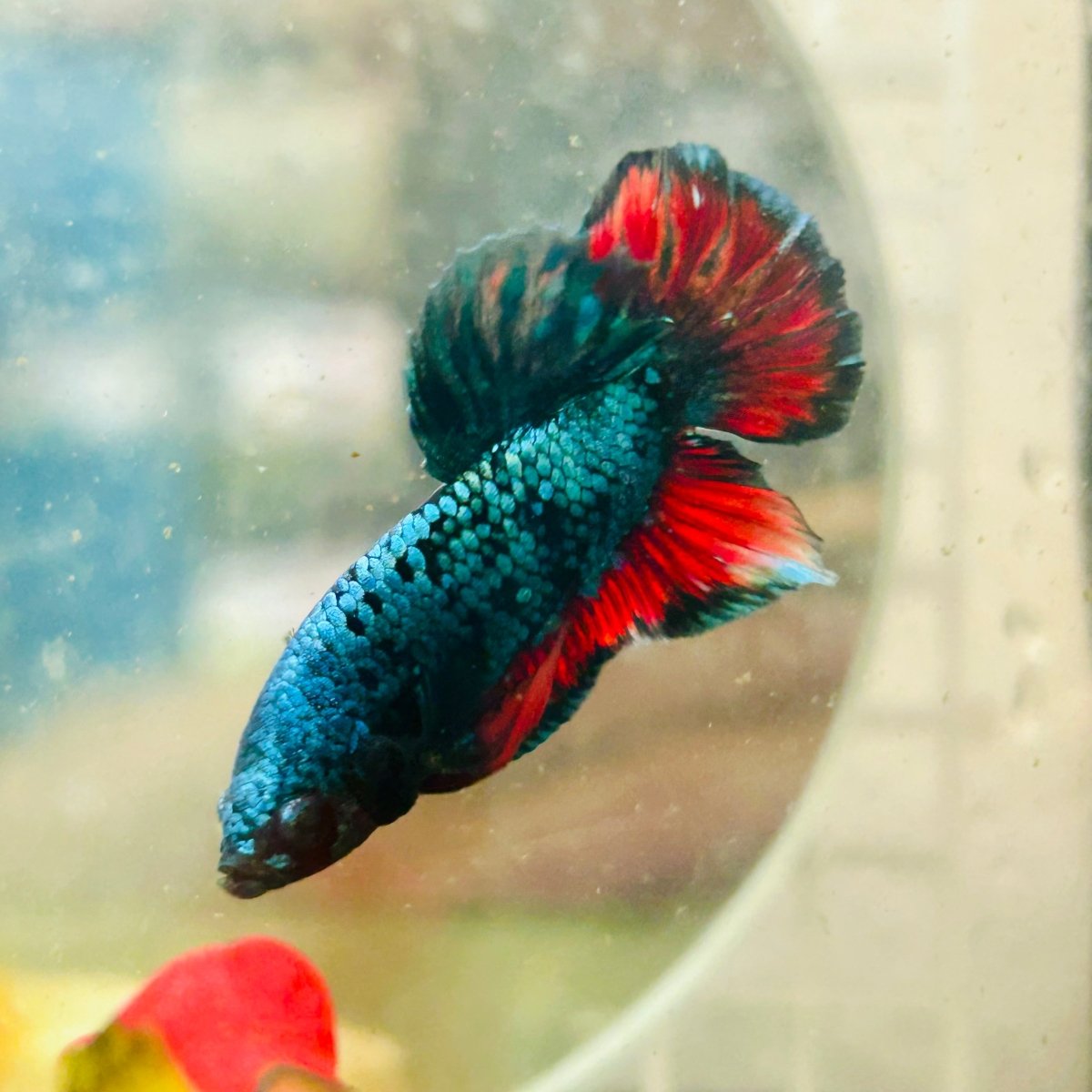 Plakat Avarta Male Betta 191