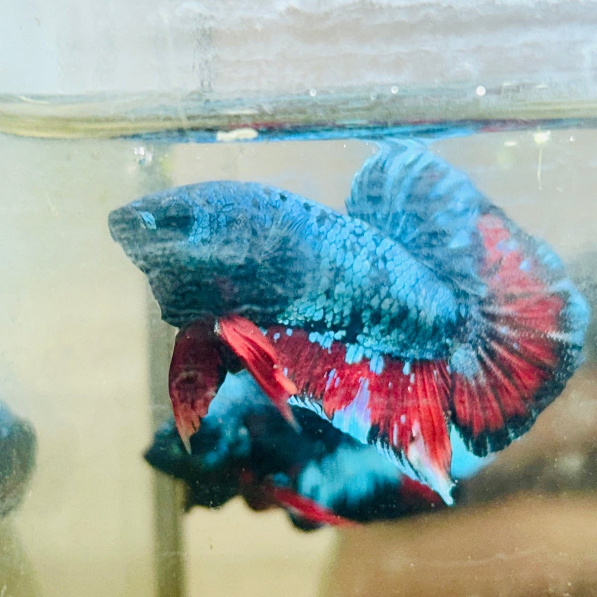Plakat Avarta Male Betta 191