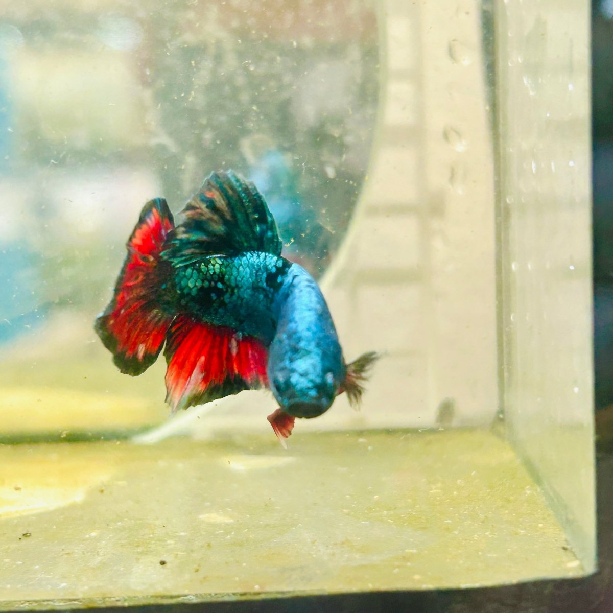 Plakat Avarta Male Betta 191