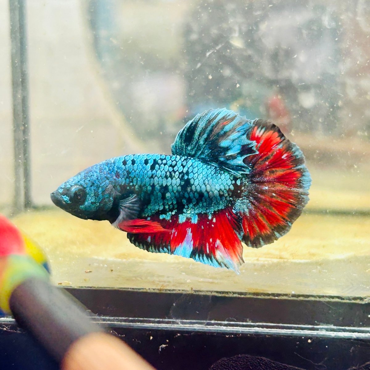 Plakat Avarta Male Betta 191