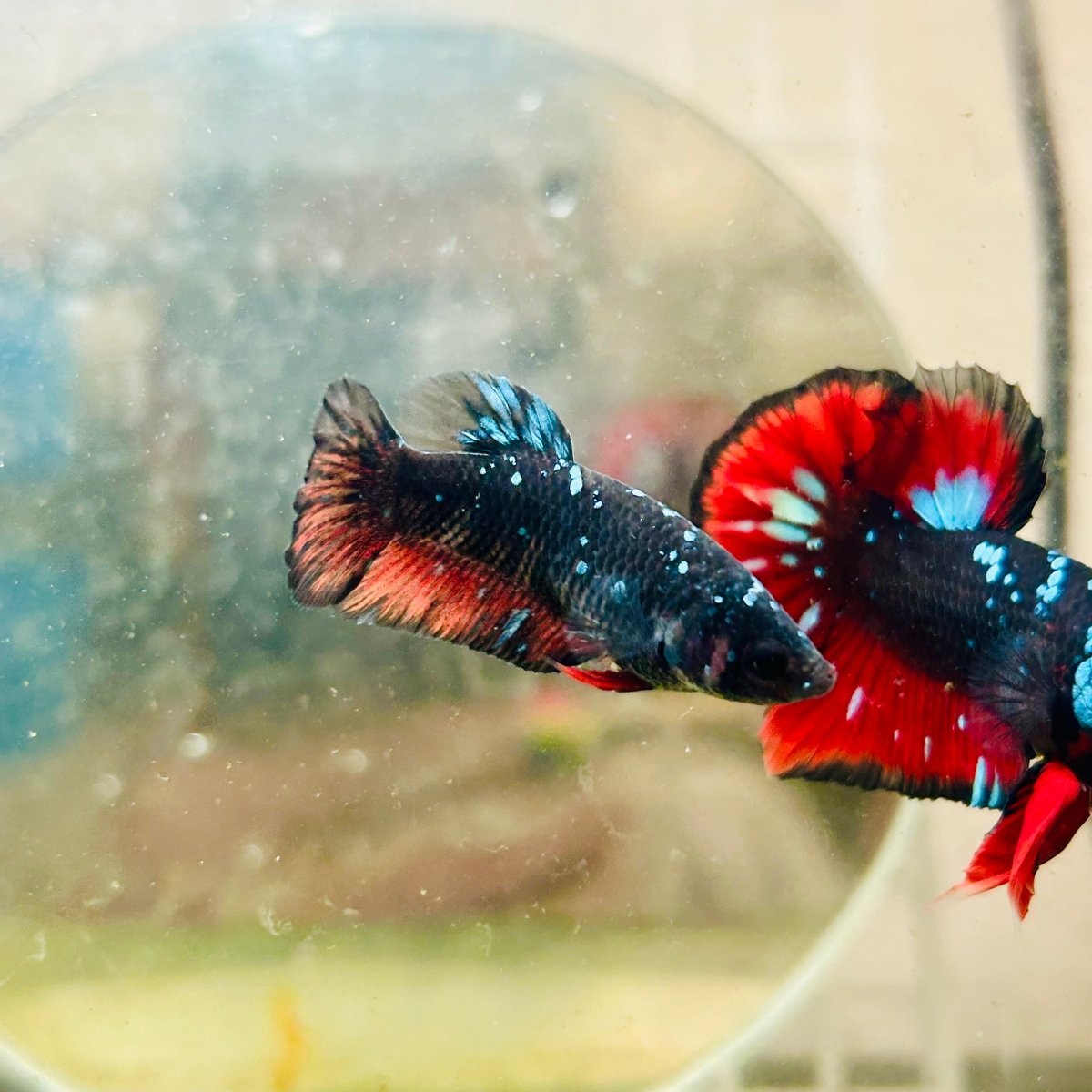 Plakat Avarta Nebula Female Betta 066