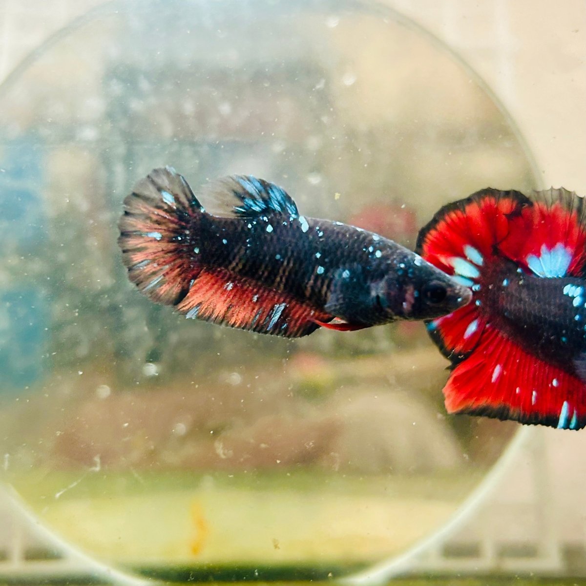 Plakat Avarta Nebula Female Betta 066