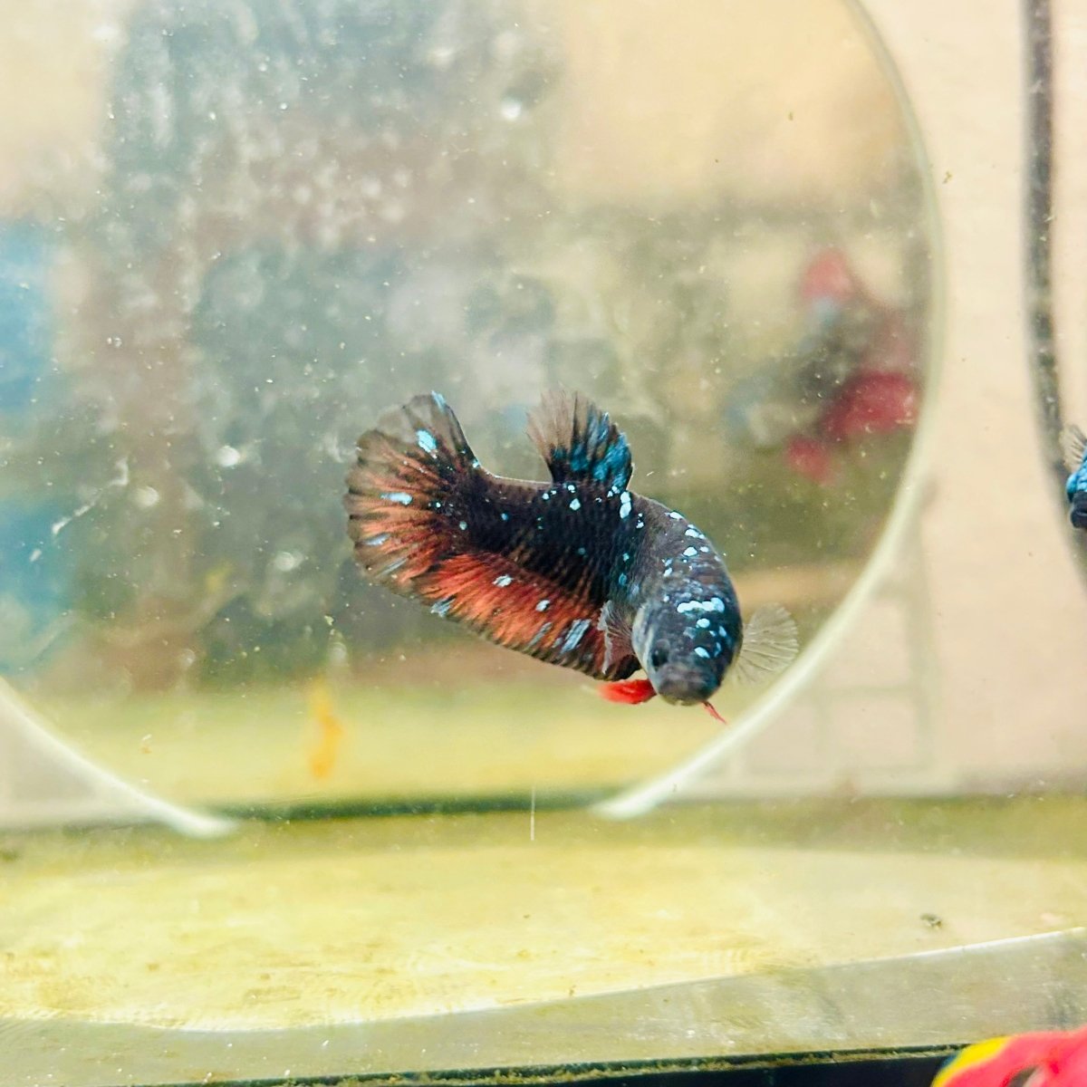 Plakat Avarta Nebula Female Betta 066