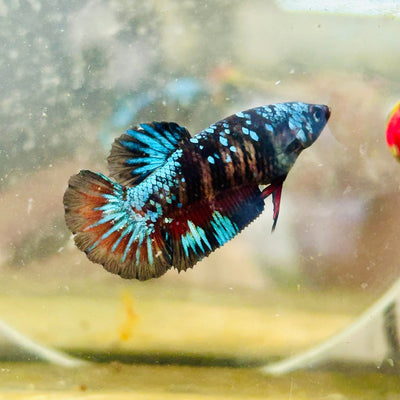 Plakat Avarta Nebula Female Betta 115