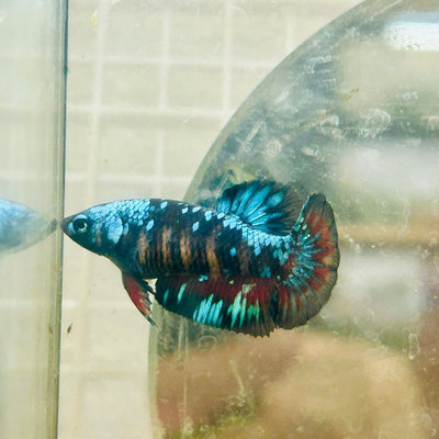 Plakat Avarta Nebula Female Betta 115