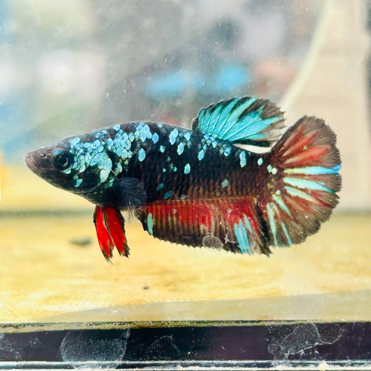 Plakat Avarta Nebula Female Betta 117