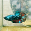 Plakat Avarta Nebula Female Betta 117