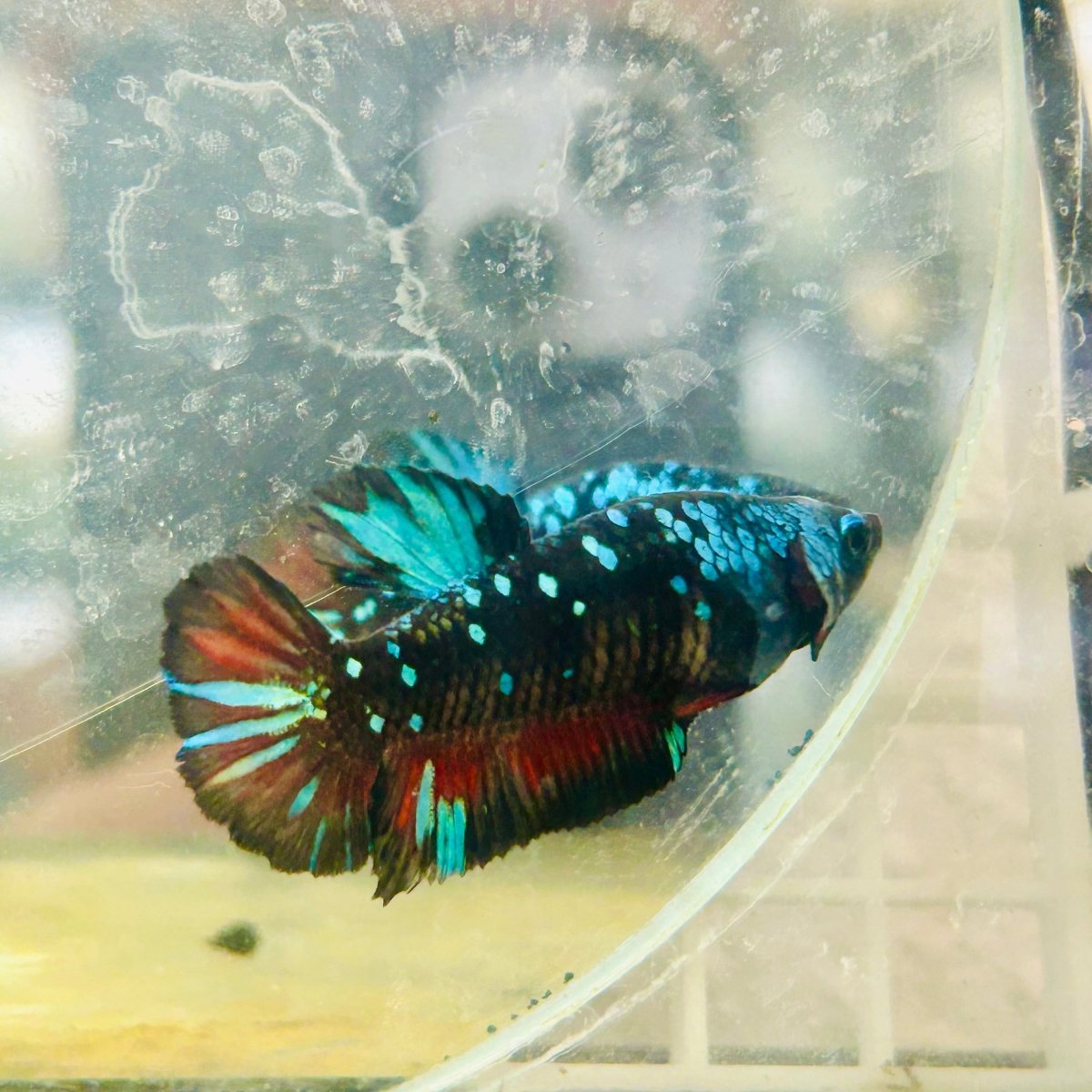 Plakat Avarta Nebula Female Betta 117