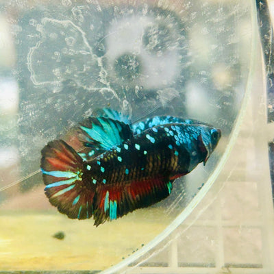 Plakat Avarta Nebula Female Betta 117