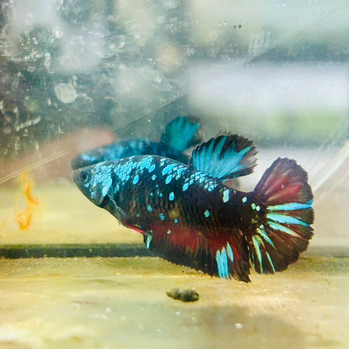 Plakat Avarta Nebula Female Betta 117