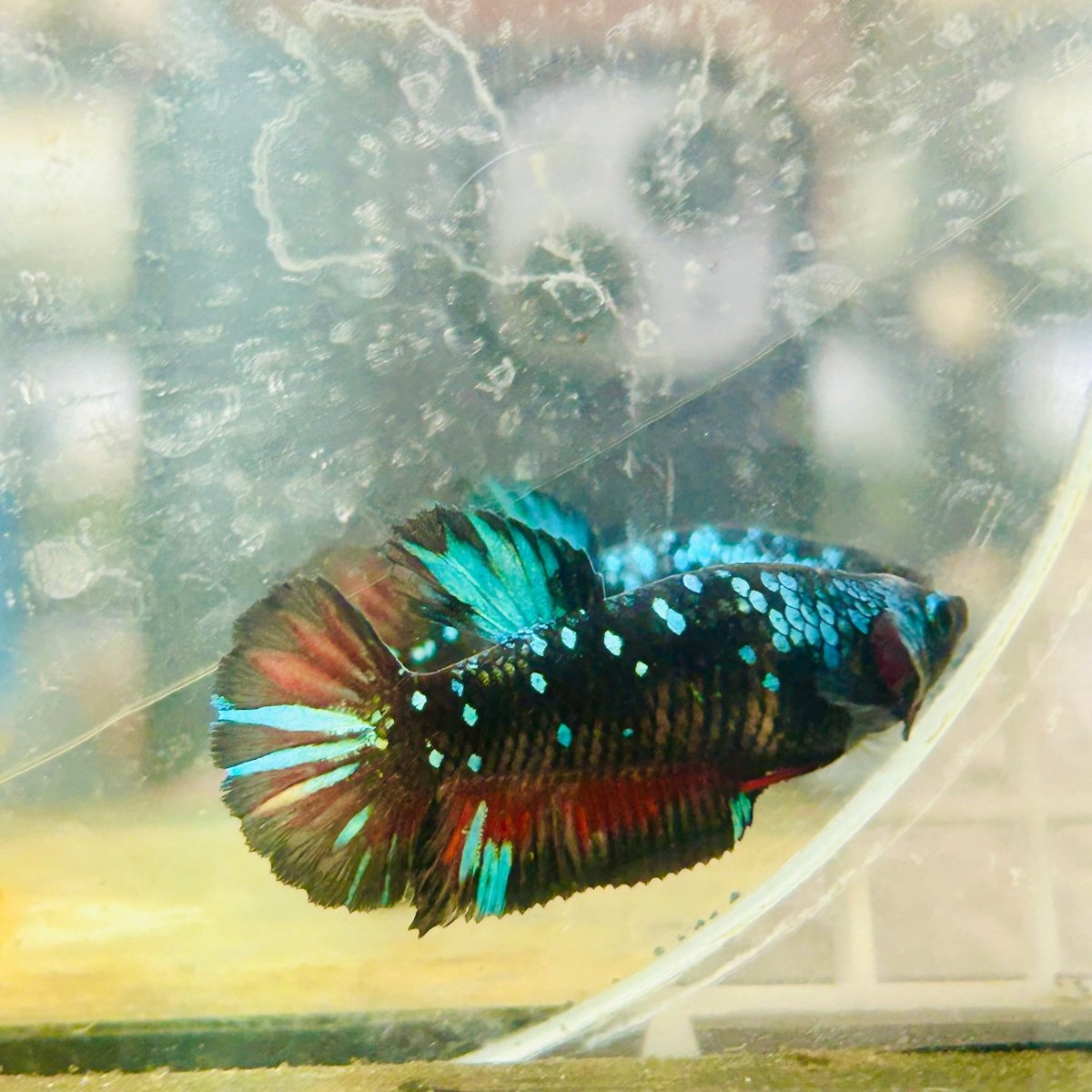 Plakat Avarta Nebula Female Betta 117