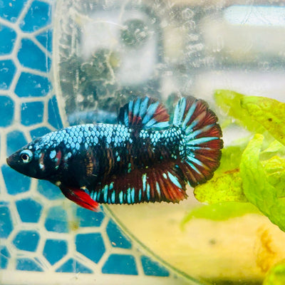 Plakat Avarta Nebula Female Betta 162