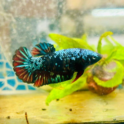 Plakat Avarta Nebula Female Betta 162