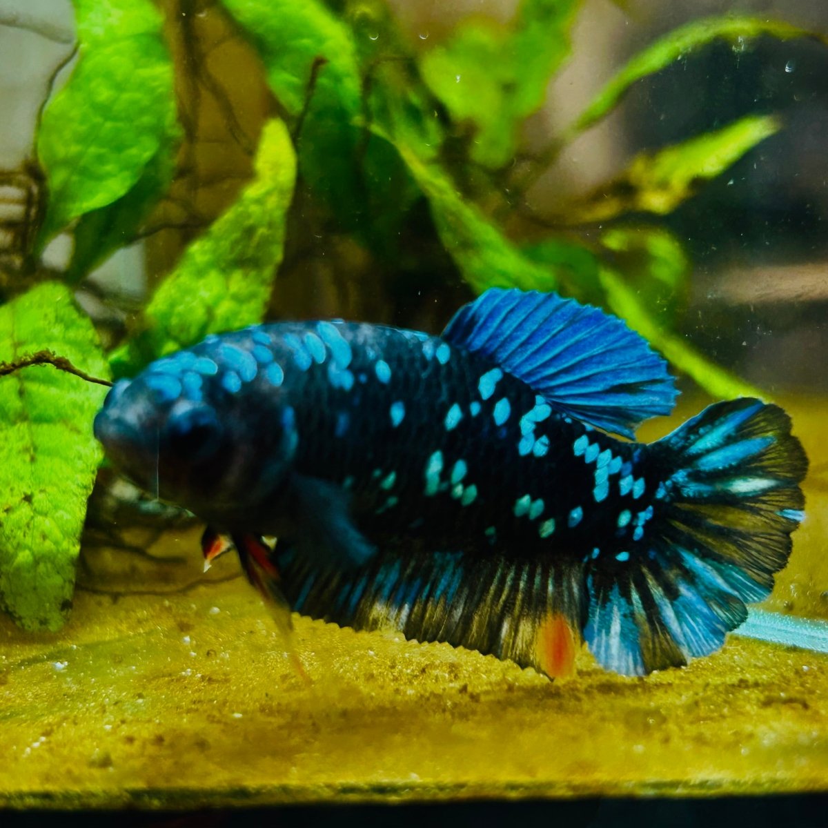 Plakat Avarta Nebula Female Betta 164 Female betta