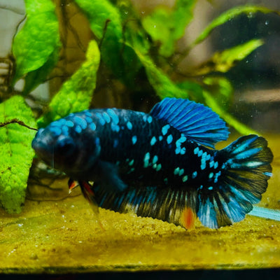 Plakat Avarta Nebula Female Betta 164 Female betta