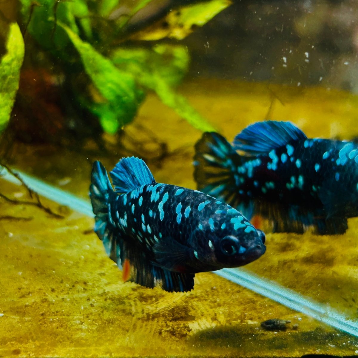 Plakat Avarta Nebula Female Betta 164 Female betta