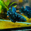 Plakat Avarta Nebula Female Betta 164 Female betta