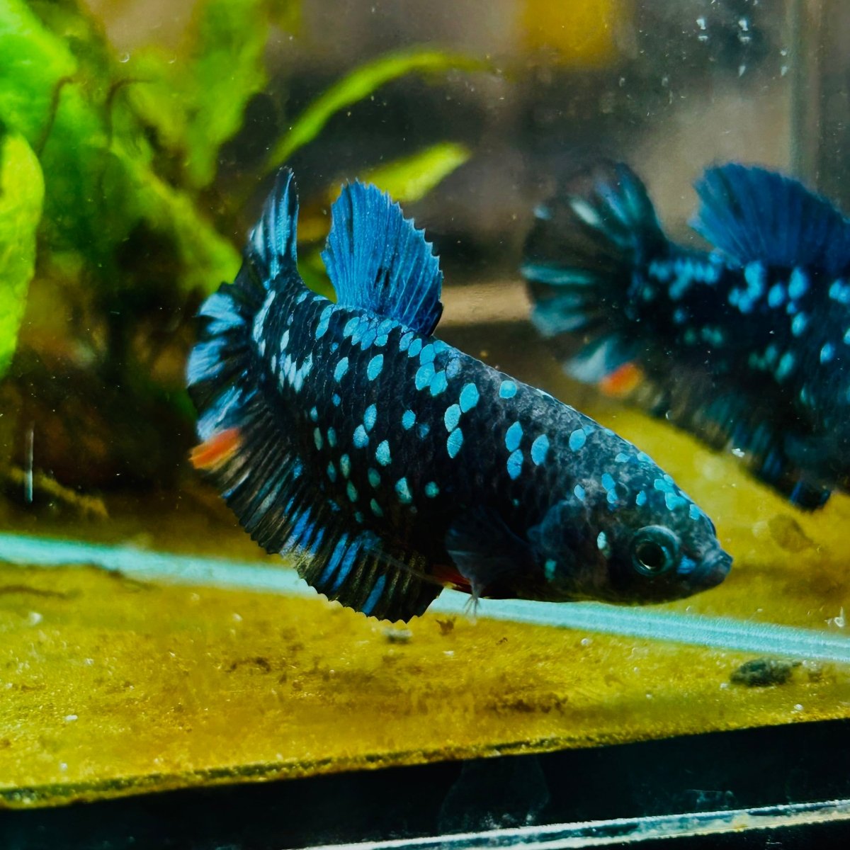 Plakat Avarta Nebula Female Betta 164 Female betta