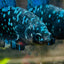 Plakat Avarta Nebula Female Betta 164 Female betta