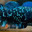 Plakat Avarta Nebula Female Betta 164 Female betta