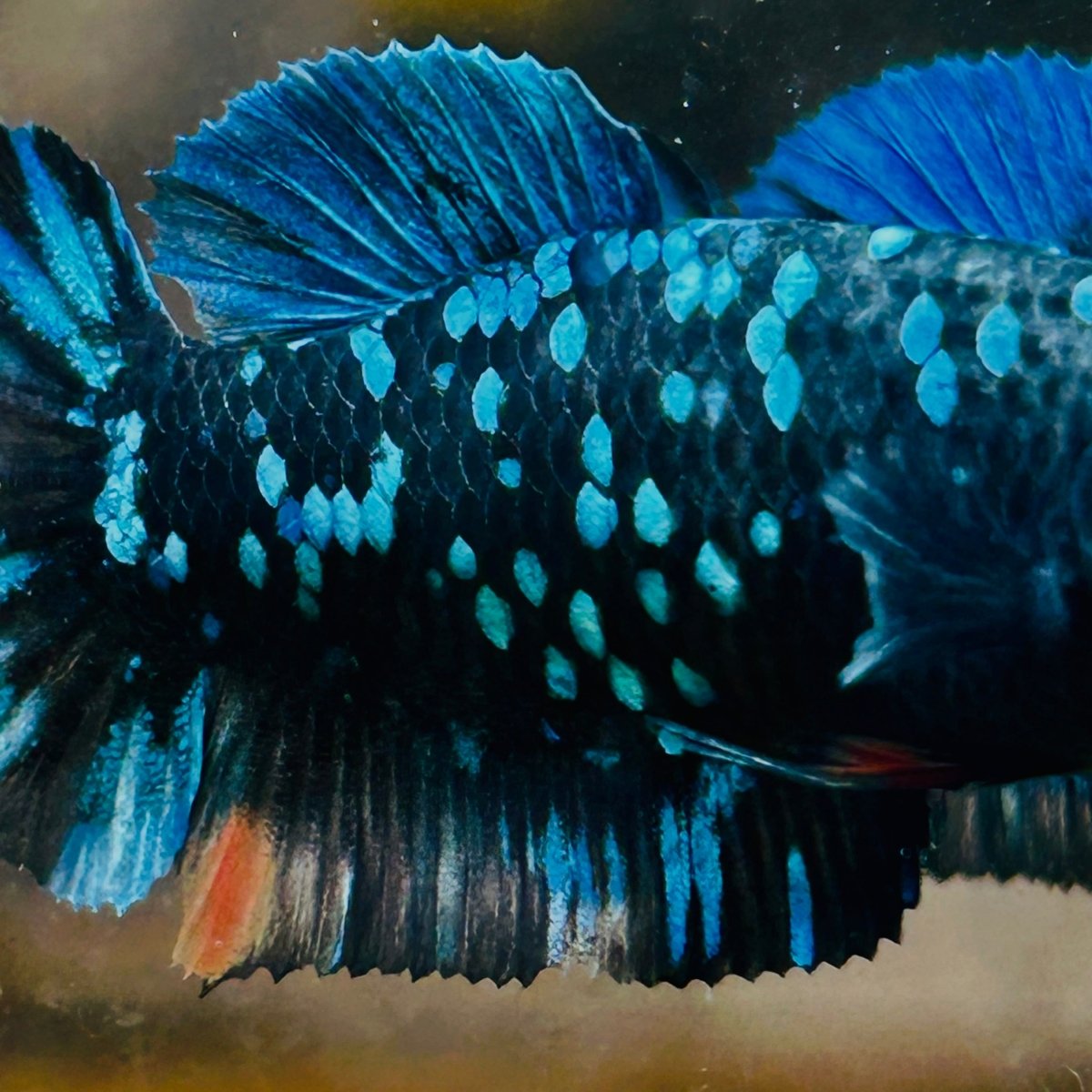 Plakat Avarta Nebula Female Betta 164 Female betta