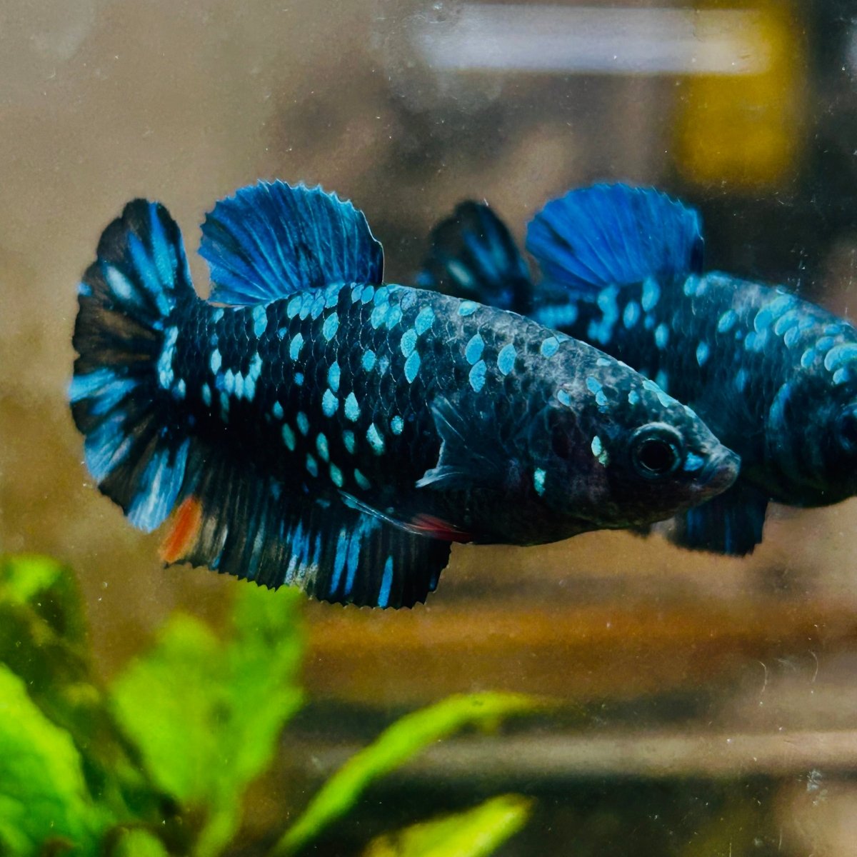 Plakat Avarta Nebula Female Betta 164 Female betta