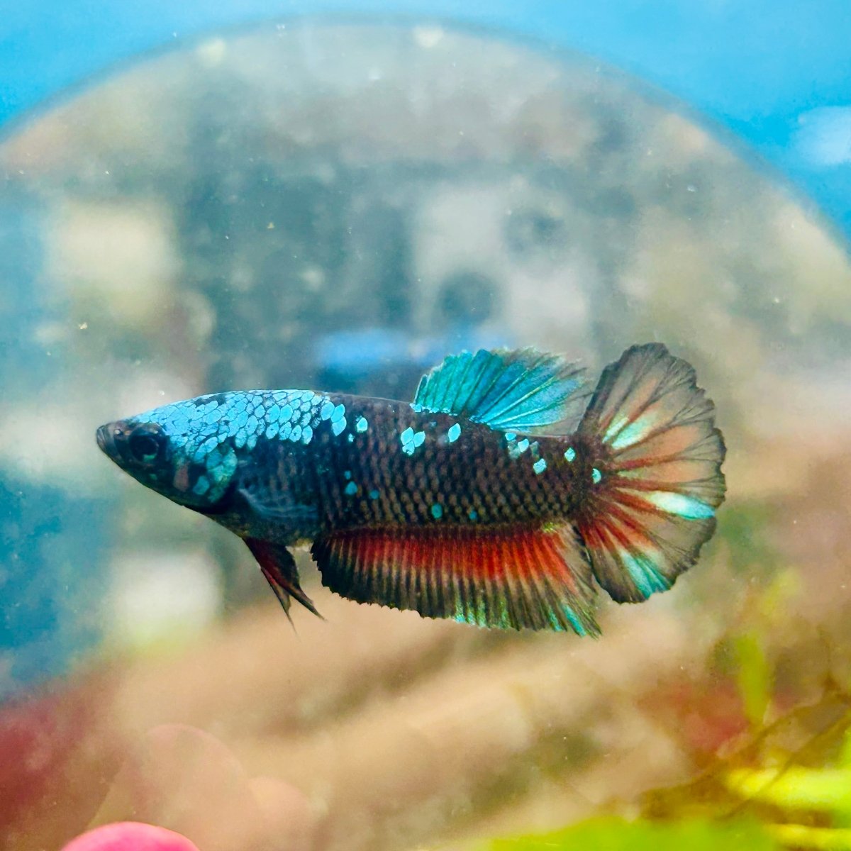 Plakat Avarta Nebula Female Betta J04