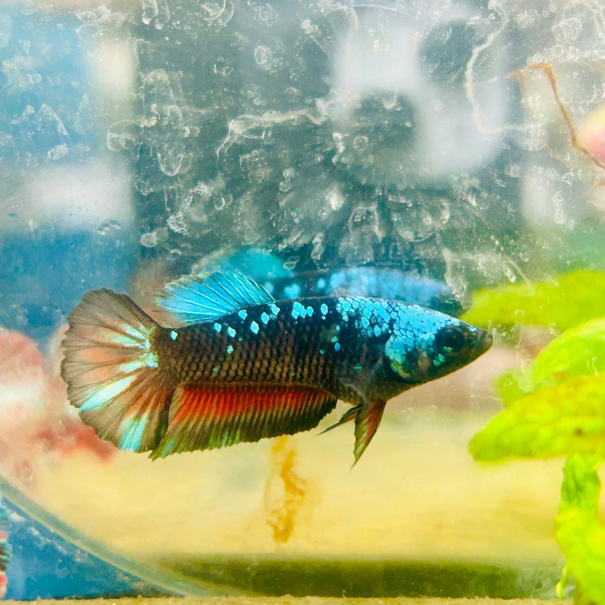 Plakat Avarta Nebula Female Betta J04