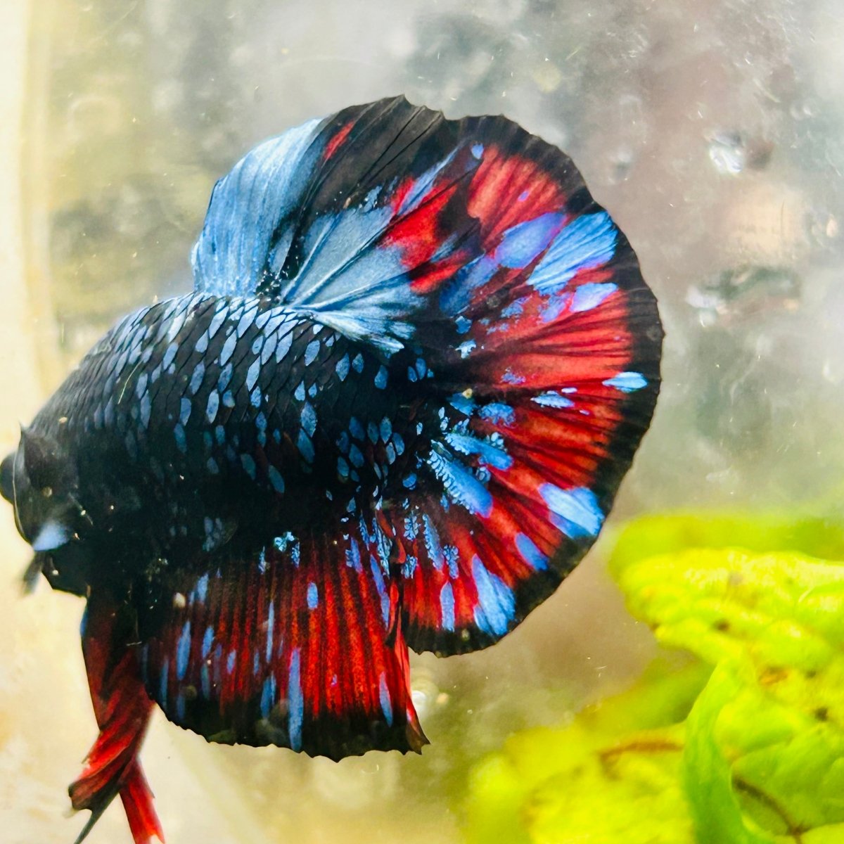 Plakat Avarta Nebula Male Betta 004 Live Betta Fish Male betta