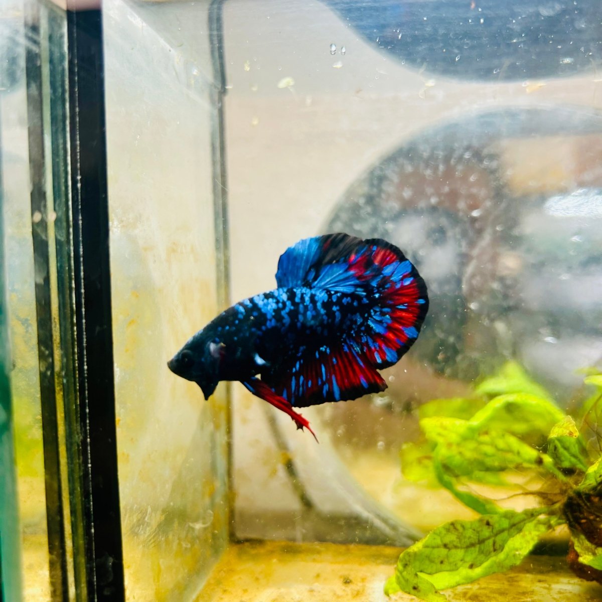Plakat Avarta Nebula Male Betta 004 Live Betta Fish Male betta