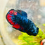 Plakat Avarta Nebula Male Betta 004 Live Betta Fish Male betta