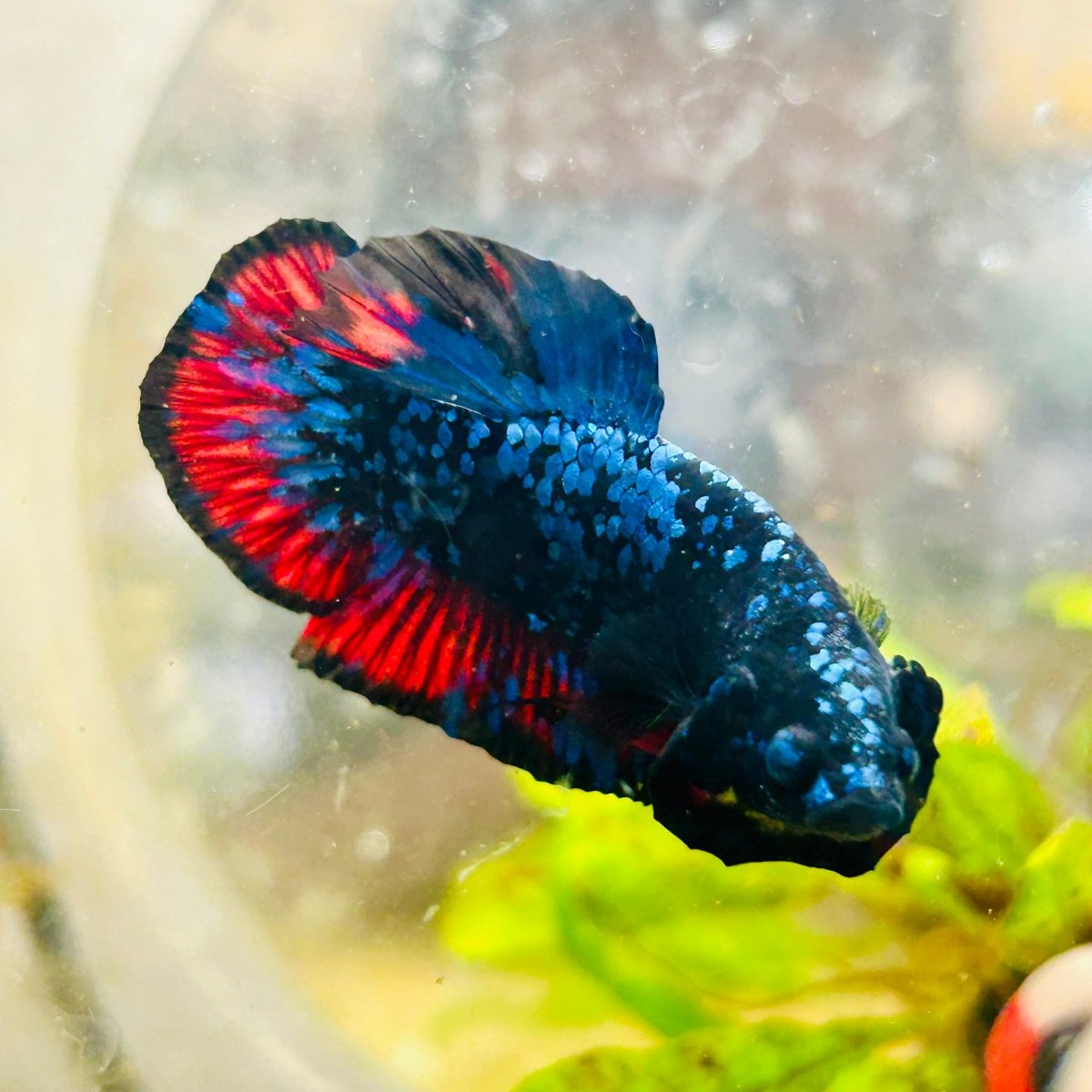 Plakat Avarta Nebula Male Betta 004 Live Betta Fish Male betta