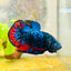 Plakat Avarta Nebula Male Betta 004 Live Betta Fish Male betta