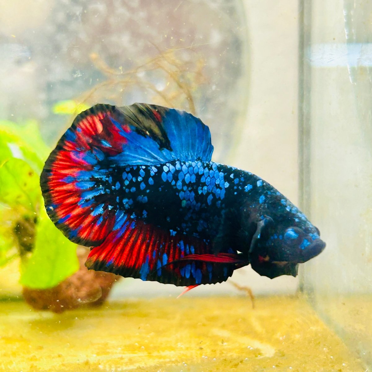 Plakat Avarta Nebula Male Betta 004 Live Betta Fish Male betta