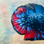 Plakat Avarta Nebula Male Betta 004 Live Betta Fish Male betta