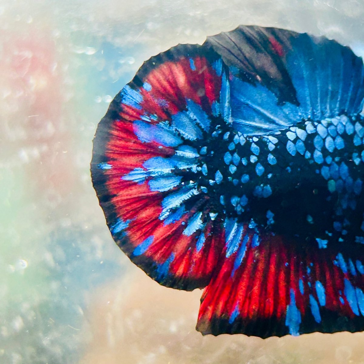 Plakat Avarta Nebula Male Betta 004 Live Betta Fish Male betta