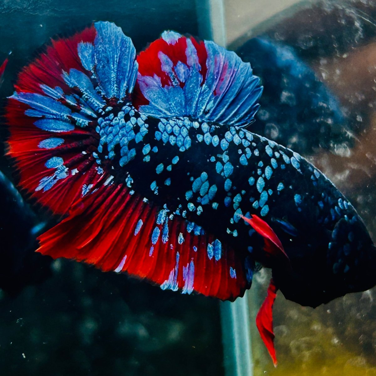 Plakat Avarta Nebula Male Betta 016 Male betta