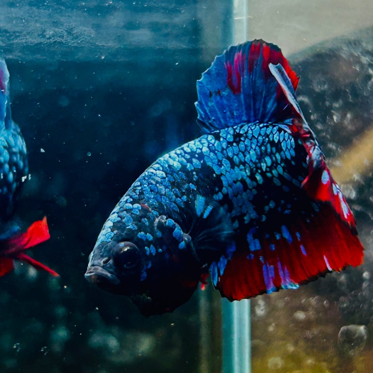 Plakat Avarta Nebula Male Betta 016 Male betta