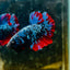 Plakat Avarta Nebula Male Betta 016 Male betta