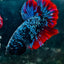 Plakat Avarta Nebula Male Betta 016 Male betta